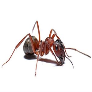 Ant control services in sharjah by aimpests