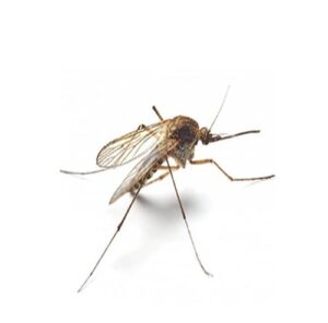 Mosquito control services in sharjah by aimpests