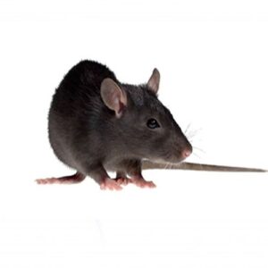 rats control services in sharjah