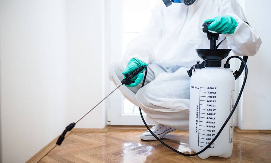 Aimpests team member sanitizing a room