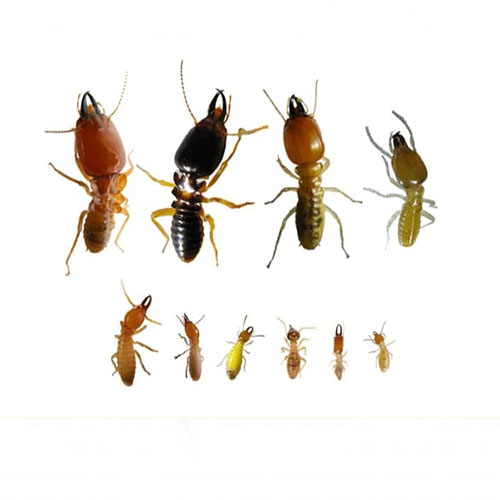 termite control service in ajman