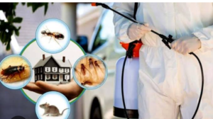 Aim Premium Pest Control Services In Sharjah