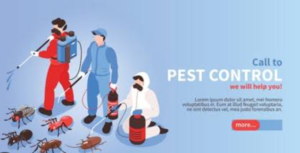 Pest control services, Sharjah 