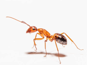 Ants Pest Control Services In Sharjah