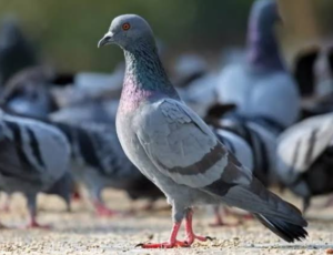 Birds' Pest Control Services in Ajman and Sharjah