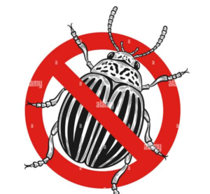 Beetles Control Services in Sharjah and Ajman