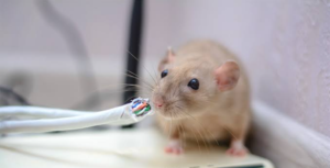 Diseases transmitted from Rodents to humans