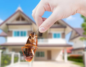 Aim Premium Pest Control for homes