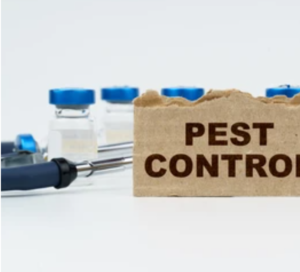 4 signs you need pest control asap.