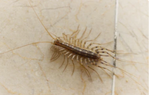 Centipedes pest control services in Sharjah 